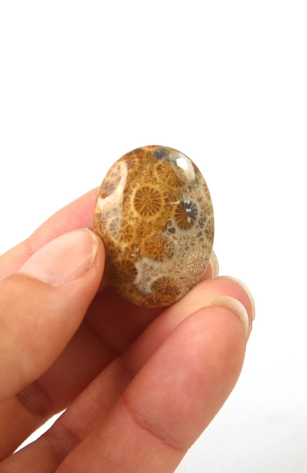 Fossil Coral Cabachon