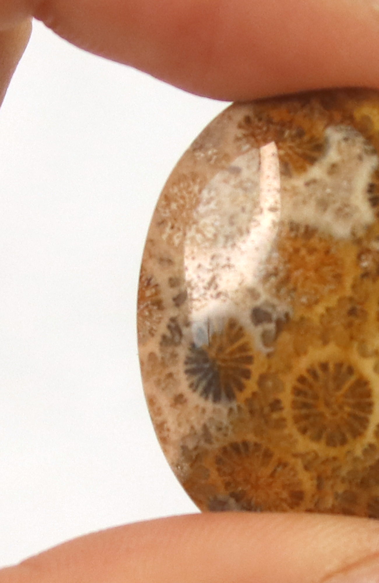 Fossil Coral Cabachon